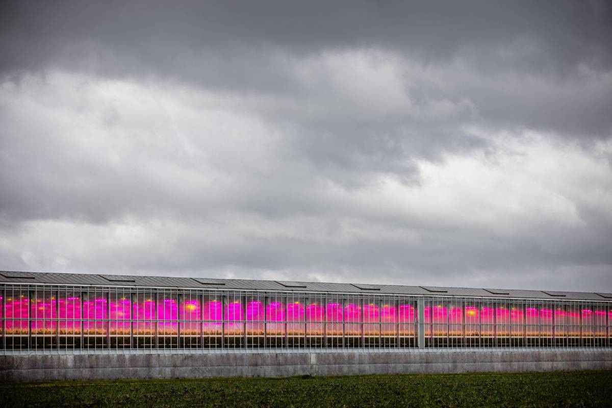 Tuinders investeerden vooral in ledlampen in kassen. – Foto: ANP / Hollandse Hoogte / Rob Engelaar