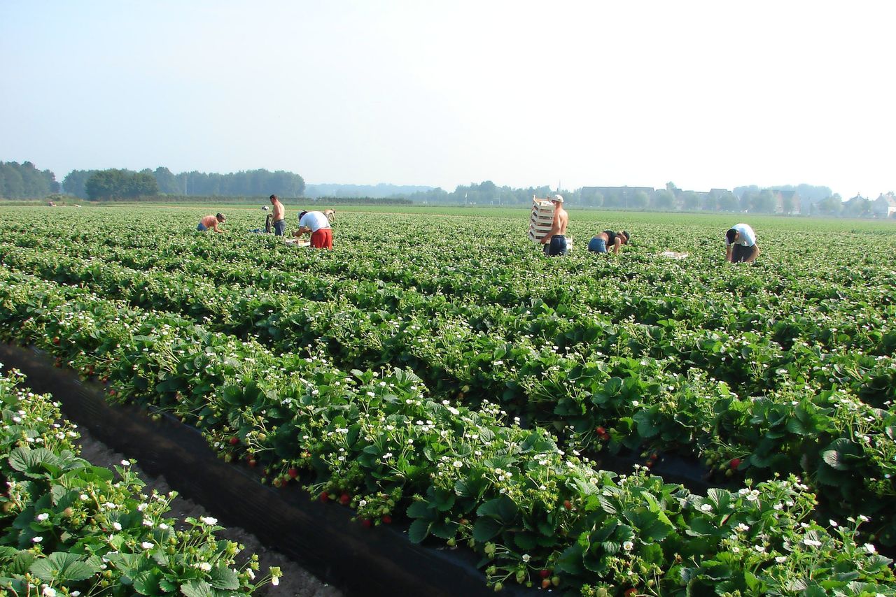 Aardbeien in de volle grond wordt door de Nederlandse Arbeidsinspectie aangemerkt als risicosector. Foto: Joost Stallen