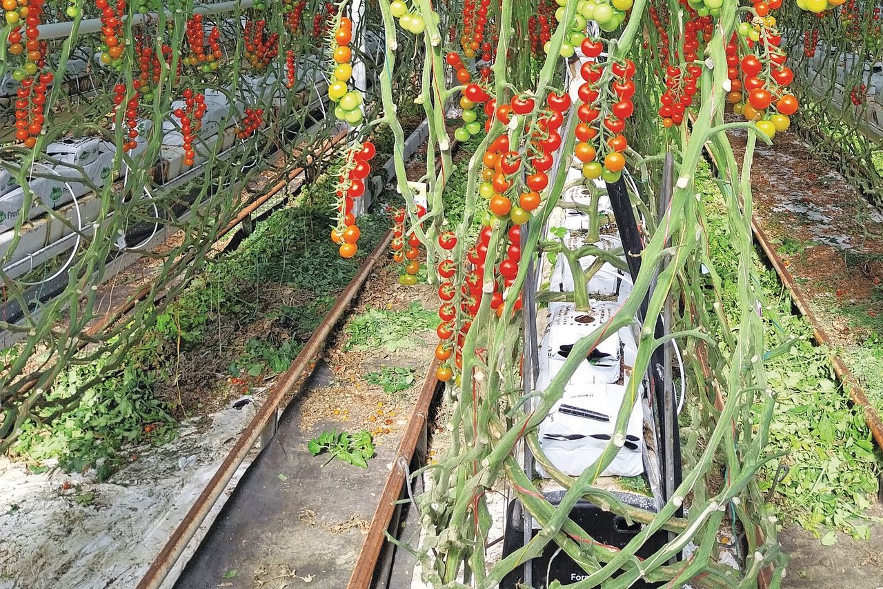 Elke plant zijn eigen druppelslang. Met de wateranalysetechniek van CE-Line is er steeds realtime meting van wat er in dat water zit. Foto: Ton van der Scheer