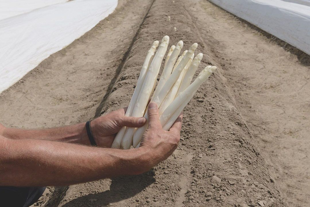 Bejo 3199 is een opvallende nieuwkomer in het late segment van asperges. - Foto's: Bejo