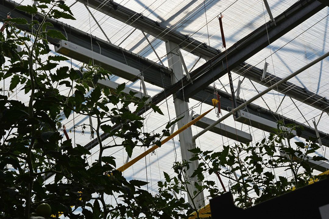 Foto: Peter Visser