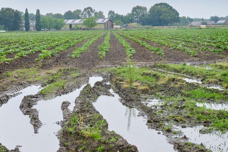 In juni had rabarberteler Niek Gielens last van nattigheid. Daarna is niet veel beter geworden in de teelt. Foto: Van Assendelft Fotografie