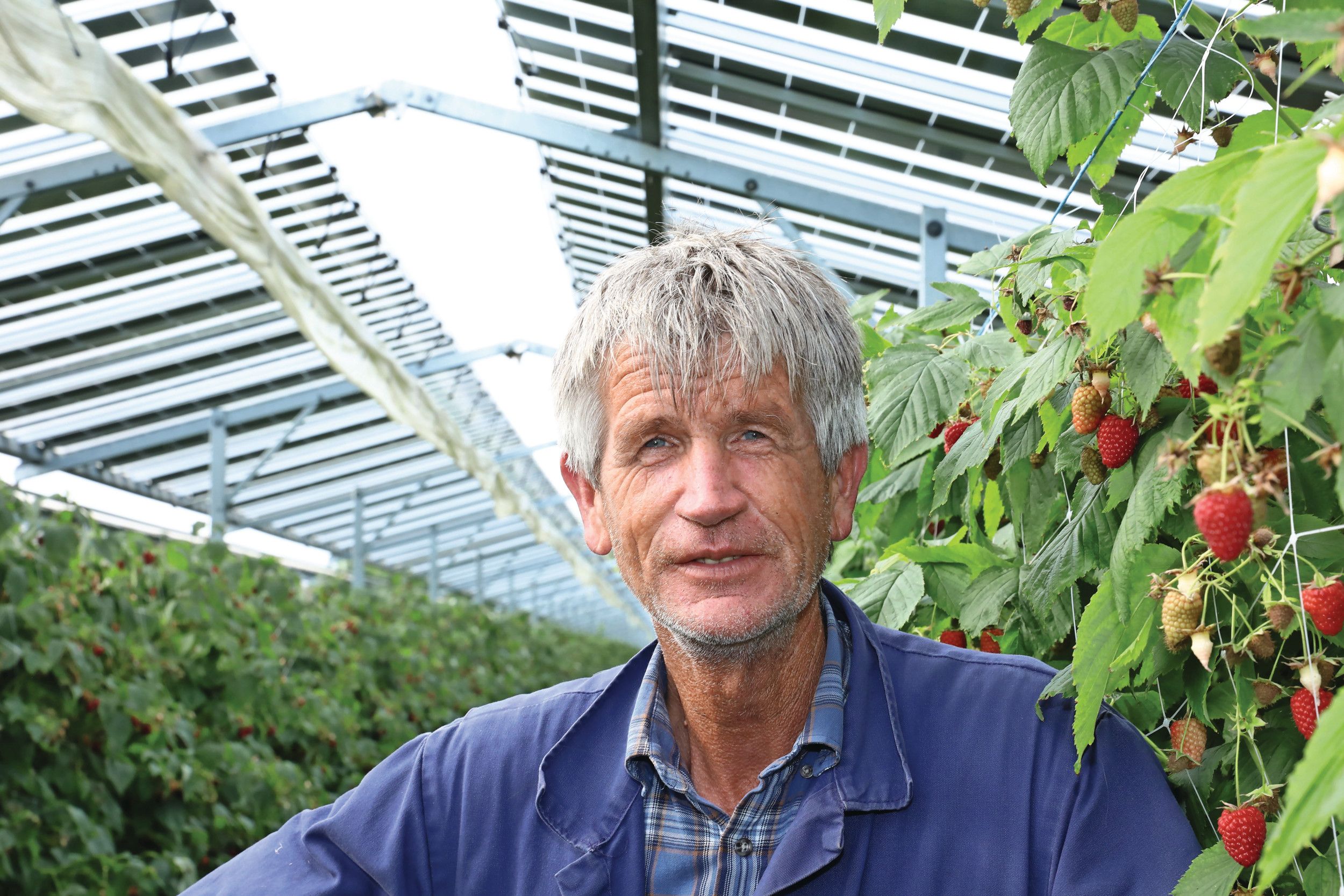 Piet Albers was in 2018 de eerste Nederlandse teler die zijn gewas liet overkappen door zonnepanelen. “We hebben sindsdien veel minder last van verbranding van het fruit.”  – Foto: Henk Riswick