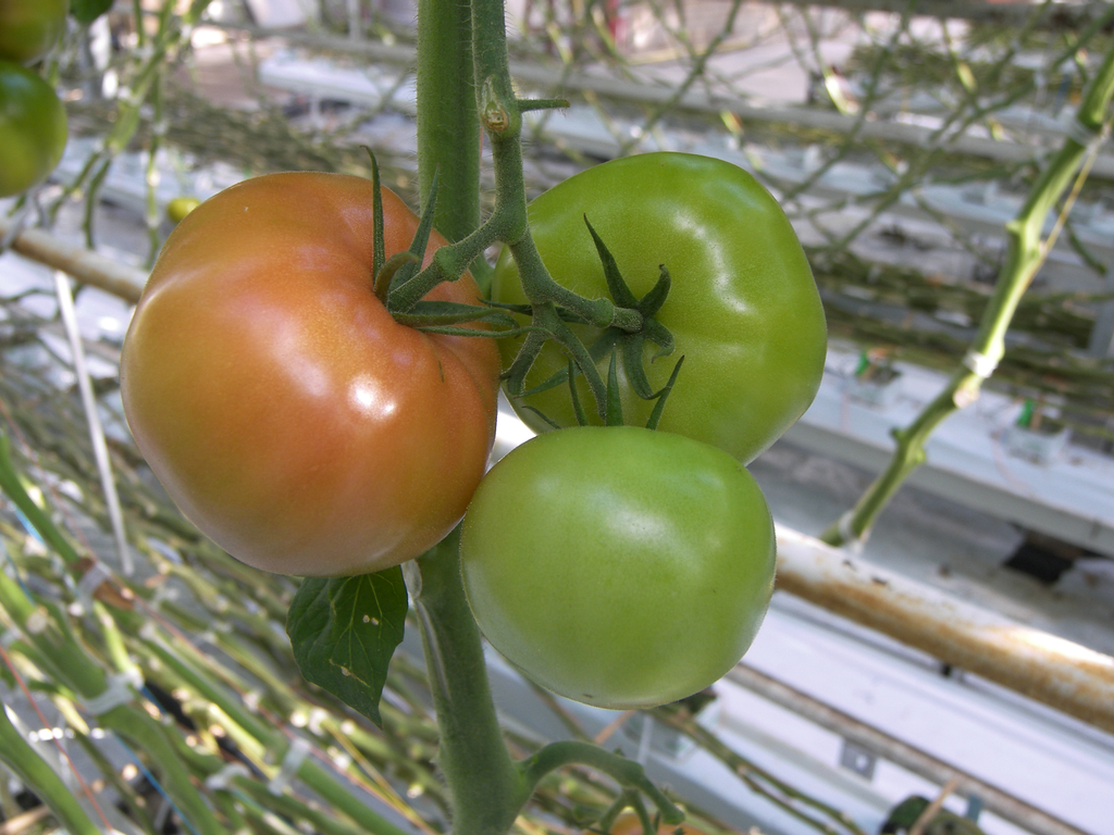 &apos;Tomatengewas heeft de neiging om te vegetatief te worden&apos;