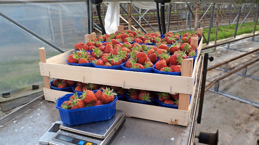 In het voorjaar plukken de medewerkers de aardbeien voor verschillende verpakkingen.