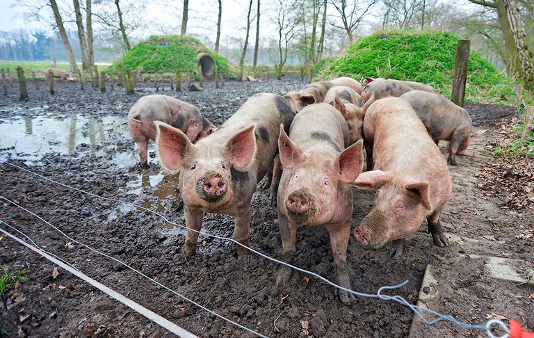 Varkens bij Herenboeren, burgers met een boerderij. - Foto: Van Assendelft Fotografie