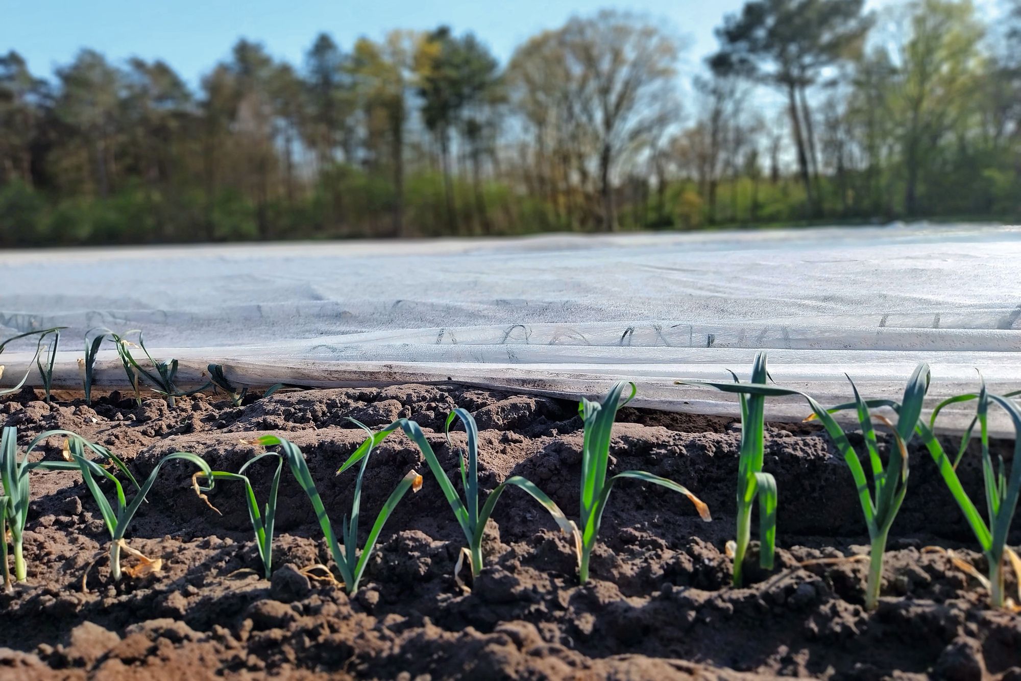 Preiplantjes op de Brabantse Wal bij preibedrijf Hendrickx Scheidreef in Ossendrecht. Foto’s Ton van der Scheer
