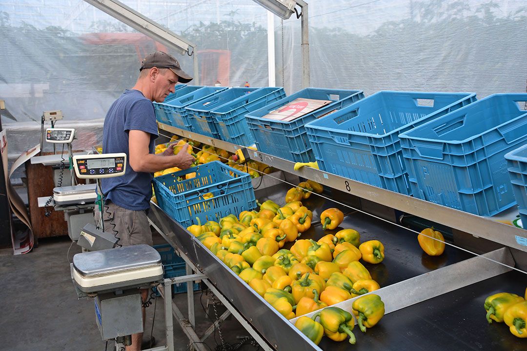 De paprikamarkt kan meer Israëlische aanvoer verwachten door de roebelkoers. - Foto: Peter Visser.