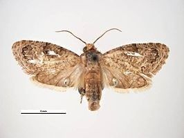 Afrikaanse fruitmot