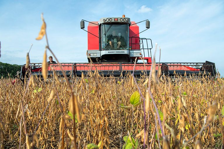 Sojaoogst in Flevoland. In Nederland schiet de teelt van eiwitrijke gewassen niet erg op, vindt Léon Jansen. - Foto: Cor Salverius