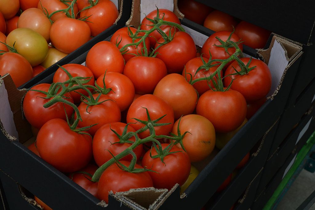 Markt: Tomatenprijs stijgt