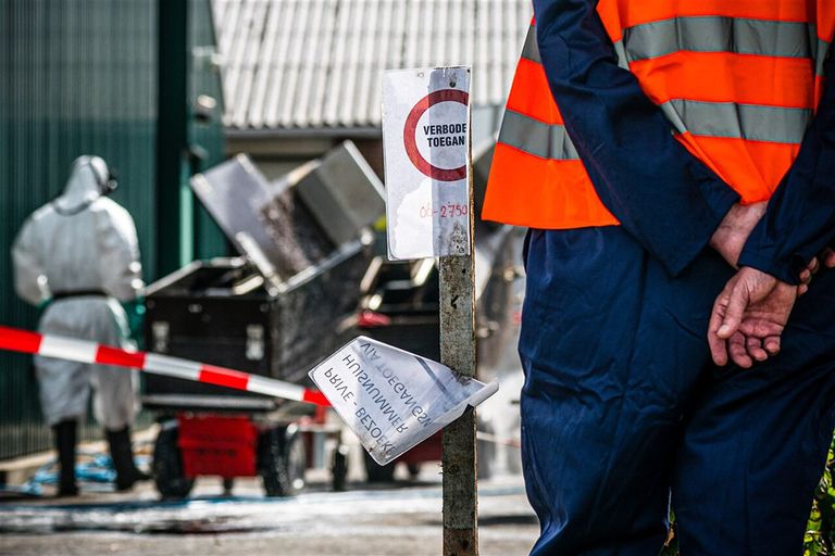 Medewerkers van de NVWA ruimen begin september een nertsenfokkerij in het Brabantse Deurne vanwege corona. - Foto: ANP