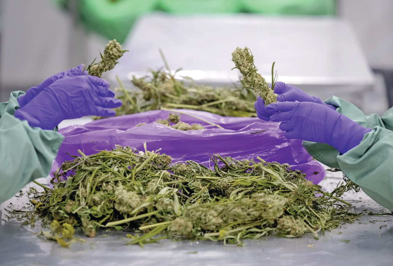 Productie van medicinale cannabis door Bedrocan. Foto: ANP