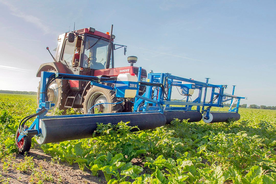 Bestrijding aardappelopslag in suikerbieten met een onkruidstrijker. Foto: Koos van der Spek