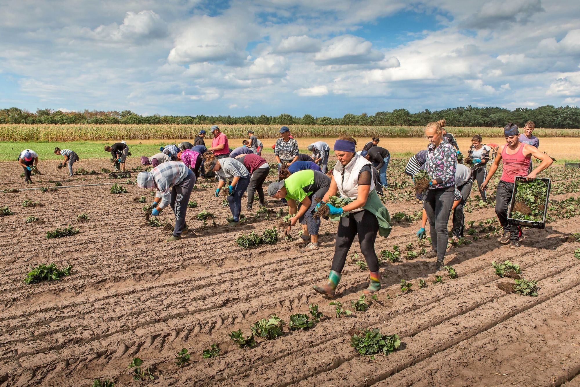 Bij aardbeienteler Ruud Elst loopt een ploeg van 120 mannen en vrouwen voor het planten van jonge plantjes in het Brabantse Alphen. - Foto: Peter Roek