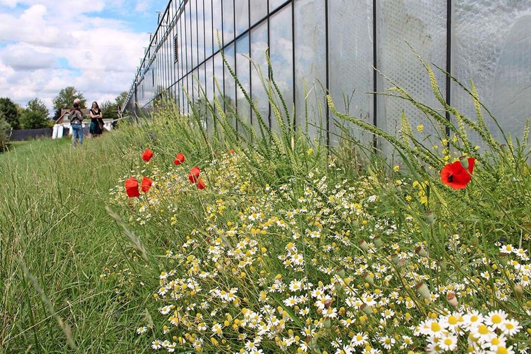 Westland en tuinbouw zijn onlosmakelijk met elkaar verbonden volgens Arends. Foto: Ton van der Scheer