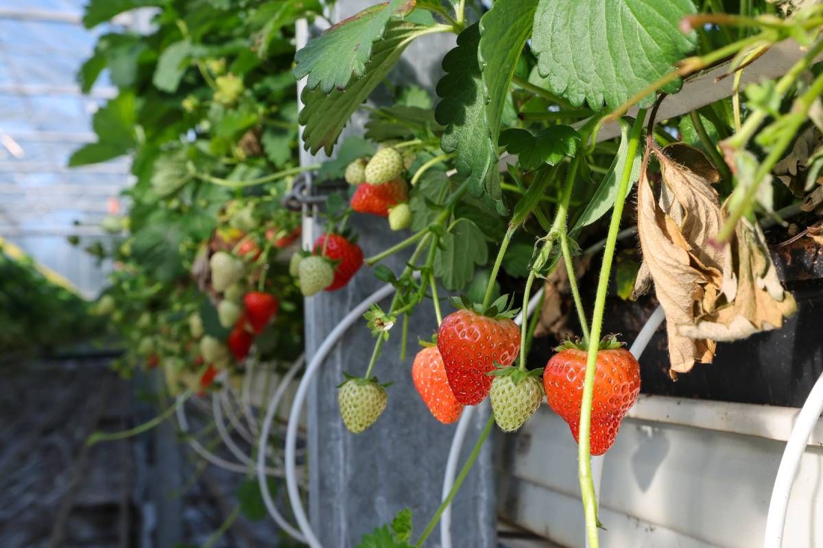 nieuwe teelttypes aardbeien