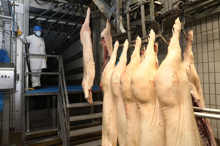 Varkensslachterij. Nederland vraagt de meeste steun aan voor de Europese opslagregeling. Foto: Henk Riswick