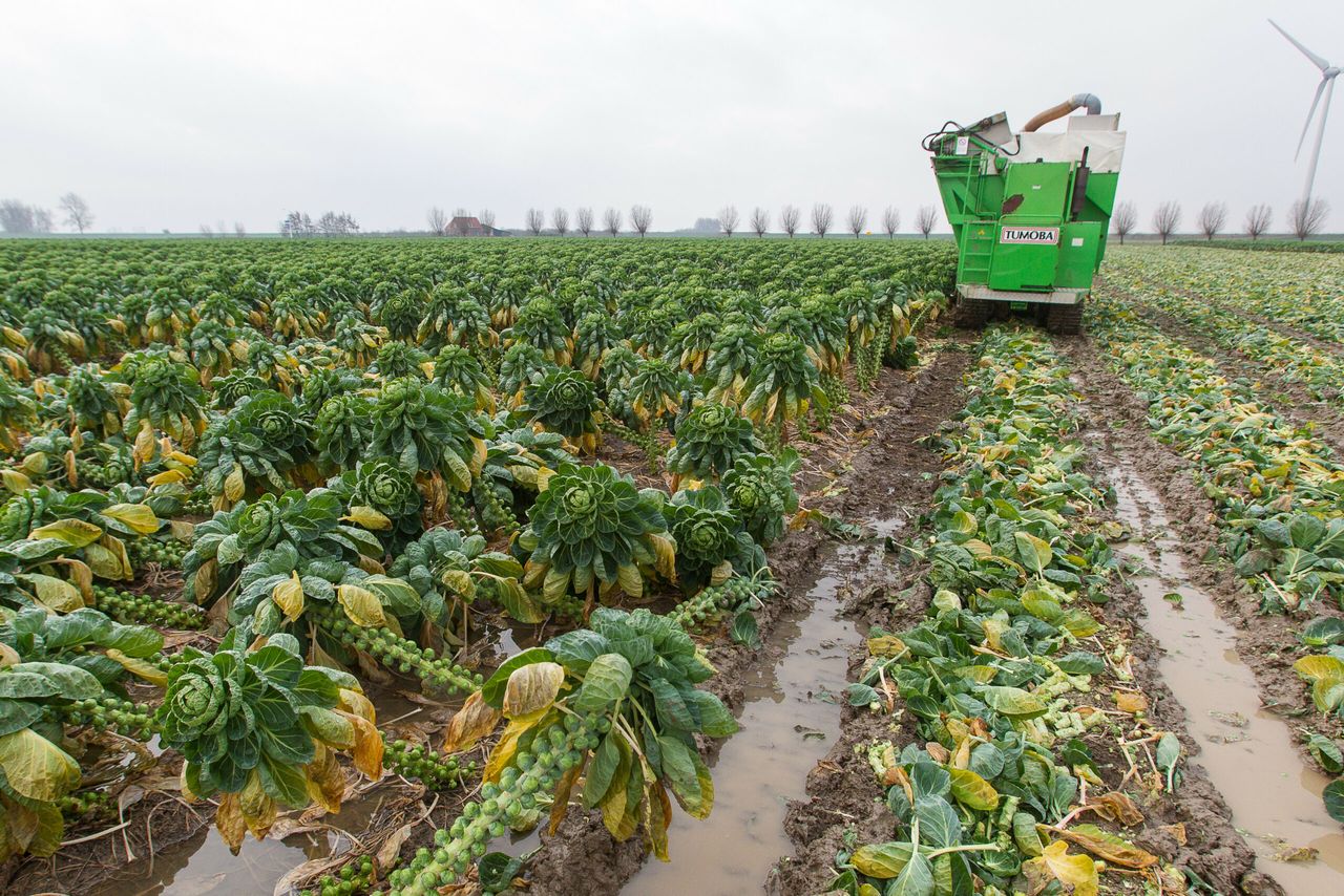 Door sneeuw en ijs zijn de spruitenplanten bij Freek Boudeling op plekken flink scheef gaan hangen, wat het plukken behoorlijk bemoeilijkt. Foto: Peter Roek