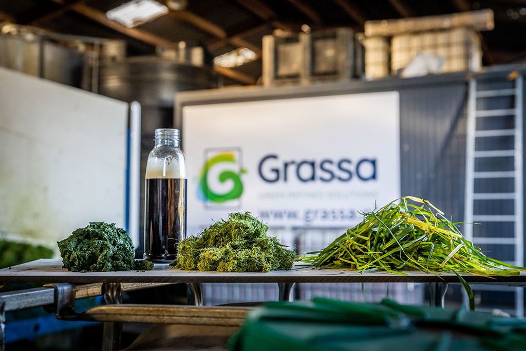 Graseiwit ontstaat door het persen, verhitten en filteren van gras. - Foto: Schouten