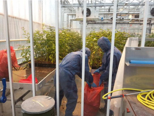 Ruiming van plantmateriaal</p> <p>Foto: NVWA