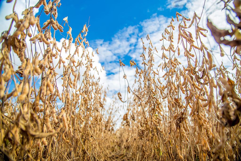 RFC en Agrifirm werken aan een onafhankelijk gecontroleerde en fysiek gesloten sojaketen. - Foto: Canva/Mailson Pignata