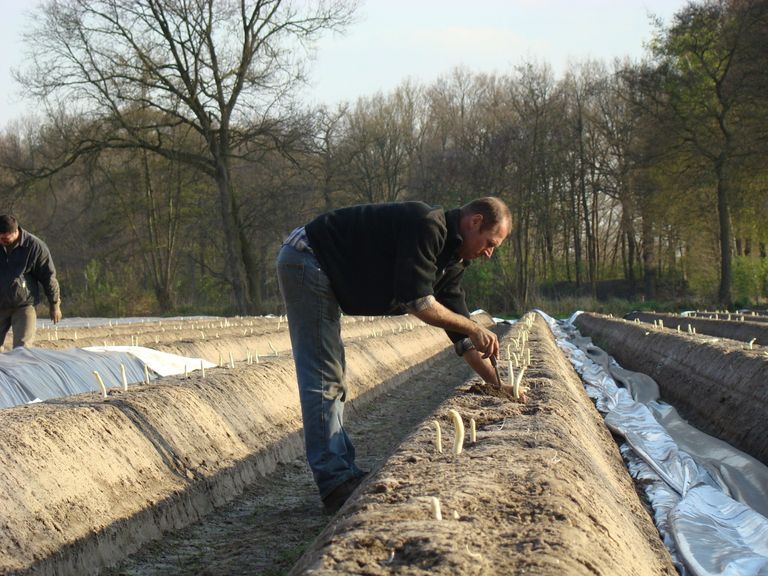 Aspergeteelt groeit snelst in Noord-Duitsland