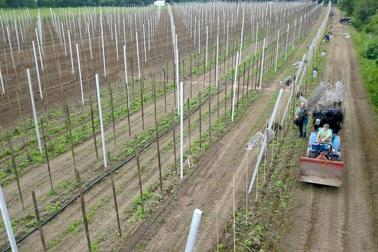 Jonge perenbomen - Foto: ANP