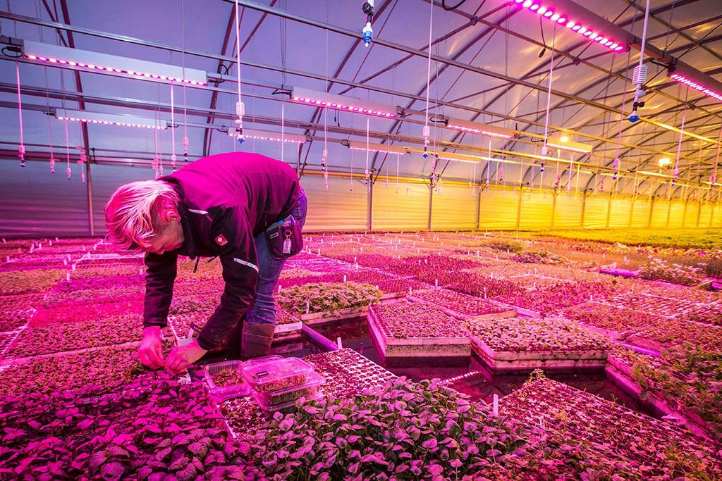 Een medewerker van PUURgroenten aan het werk in de foliekas. Het bedrijf teelt bijzondere groenten en kruiden en eetbare bloemen. - Foto: Bertil van Beek