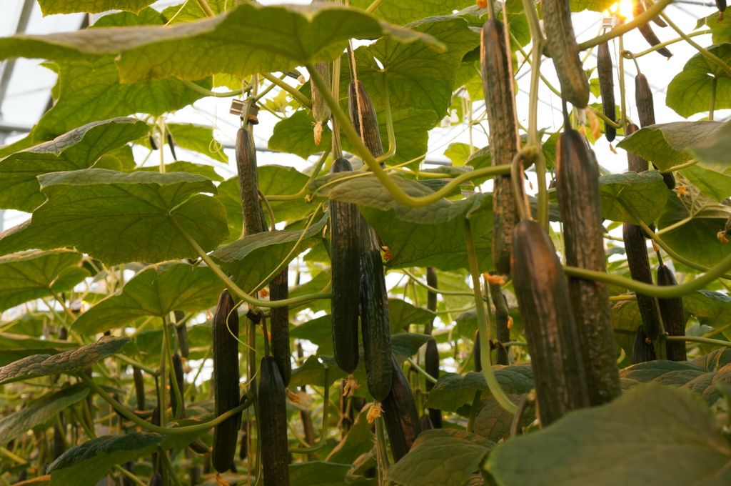 Extra dicht geplant voor belichte najaarsteelt komkommer