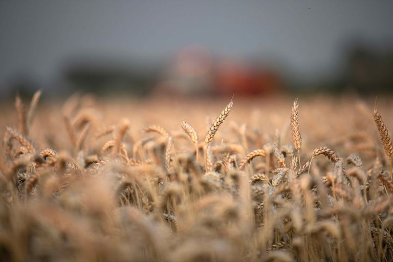 Er liggen voorstellen om uitzonderingen toe te laten op een aantal Europese regels waardoor er meer tarwe kan worden verbouwd. - Foto: Mark Pasveer