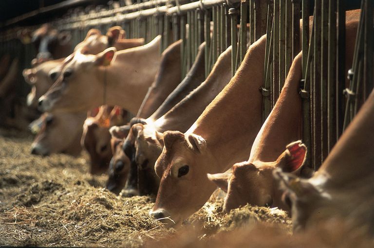 Denemarken biologisch