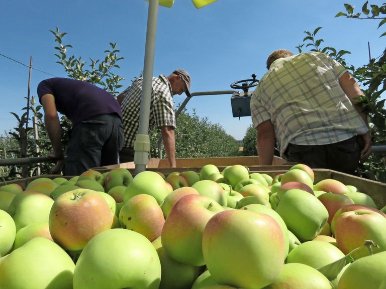 Bij fruitbedrijf De Woerdt in Ressen is de oogst van zomerappel Delcorf al in volle gang. - foto: Ton van der Scheer