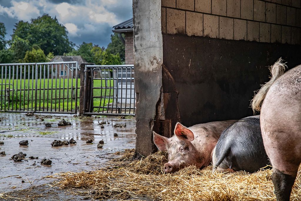 geld biologisch