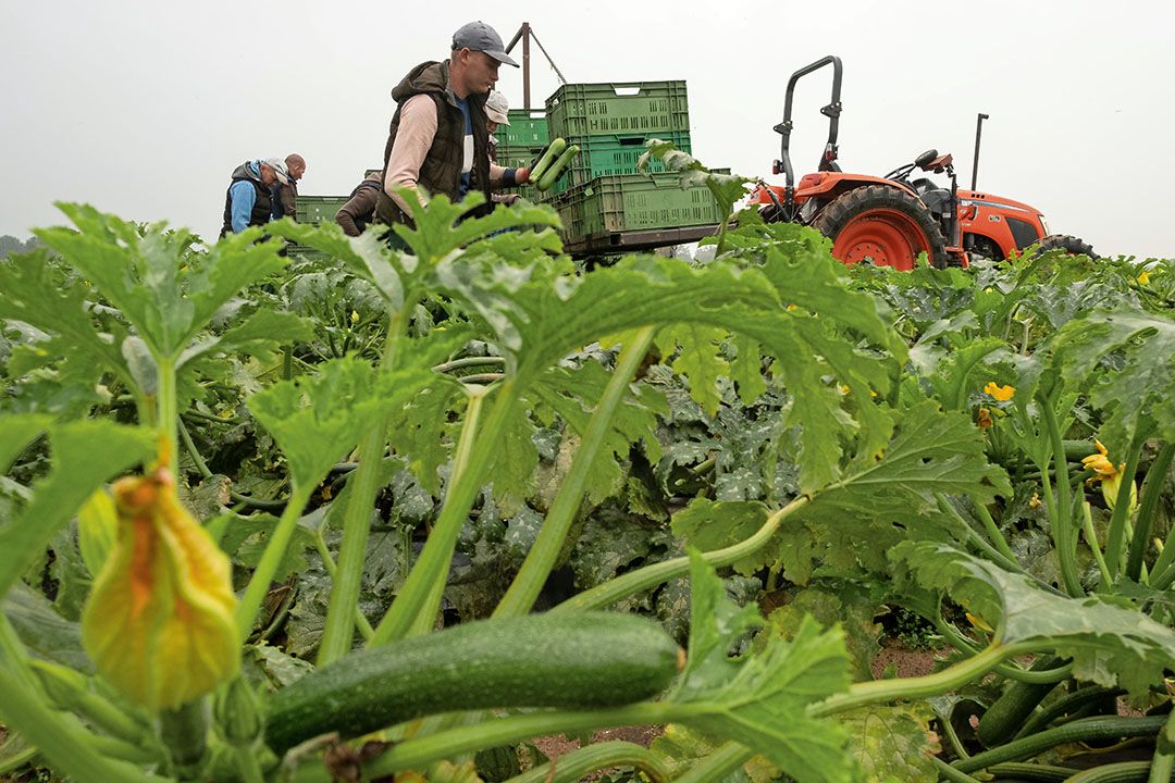 De prijsvorming voor courgette is nogal wisselend - Foto: Twan Wiermans