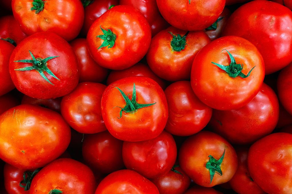 Franse tomatenoogst