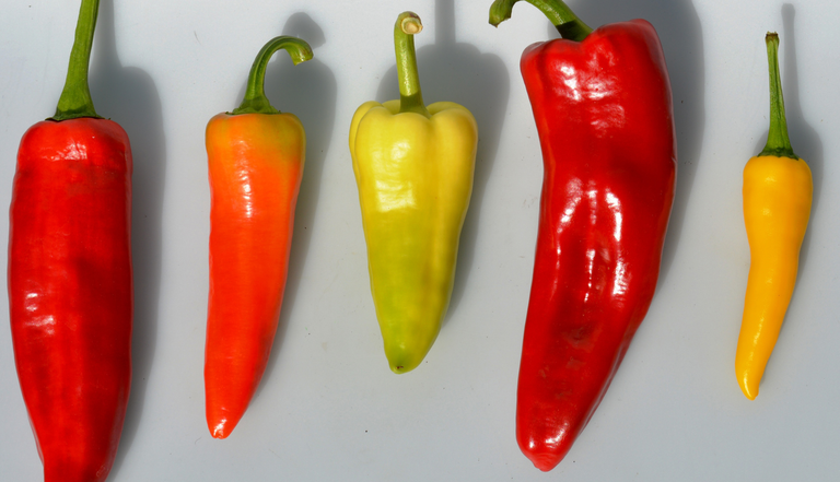 Van links naar rechts 4 zaadvaste paprika's en 1 peper: Ferenc Tender, Pantos (onrijp), Sweet dreams (onrijp), Joelene's Rustic Red Italian en de peper Sarit Gat (foto: Eosta).