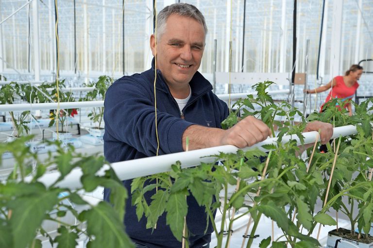 Wim Peters in zijn geheel vernieuwde tomatenkas. - foto: Gerard Boonekamp