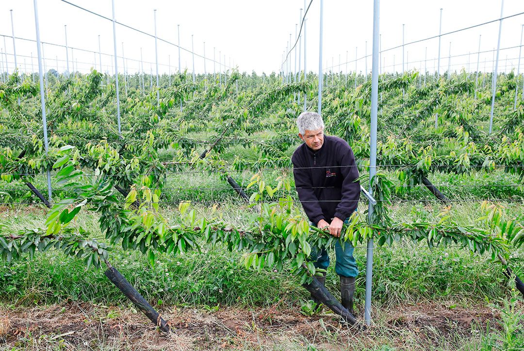 De kersenbomen van Bart Verwoert uit Lienden. - Foto: Vidiphoto