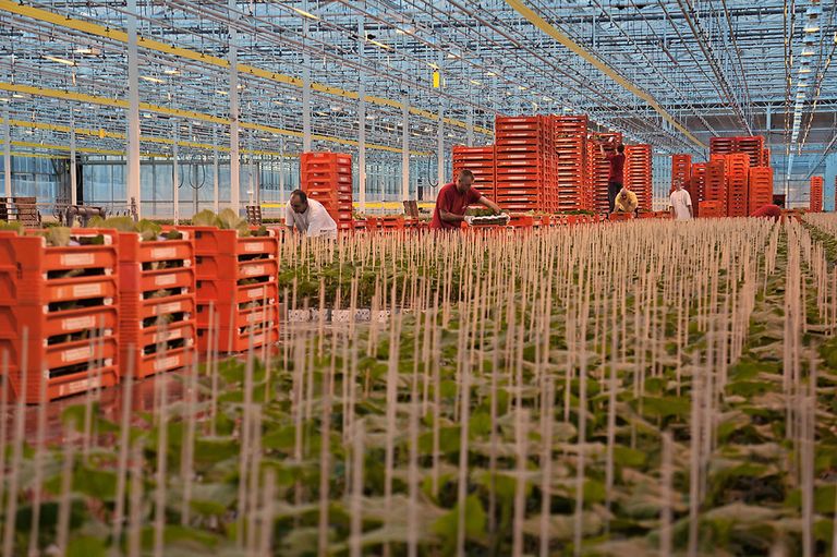 Jonge groentenplanten inpakken. - Foto: Gerard Boonekamp