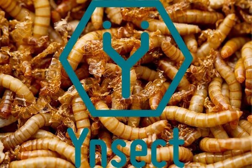 Foto: Canav en Ynsect