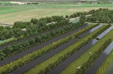 bessen telen naast zonnepanelen met scharrelvarkens.
