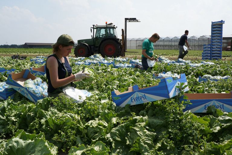 Uitzondering bij CAO Open Teelten geldt nu voor iedereen.