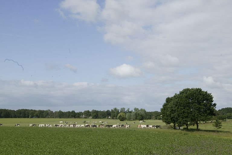 Koeien lopen in de wei in de buurt van Laren (Gld.). - Foto: Mark Pasveer
