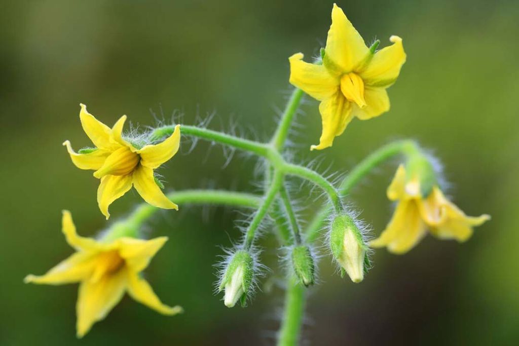 Enza Zaden heeft zaadproducent Balk Wervershoof overgenomen. Dit bedrijf produceert hybridezaden van tomaat, paprika en komkommer. - Foto: Canva/bdspn