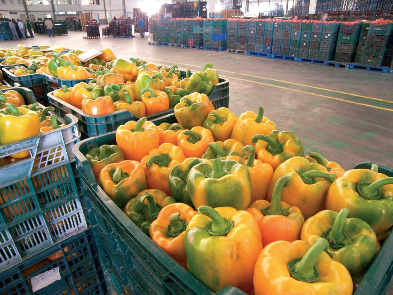 Aanvoer van paprika's op een Spaanse veiling. Foto: Gerard Boonekamp