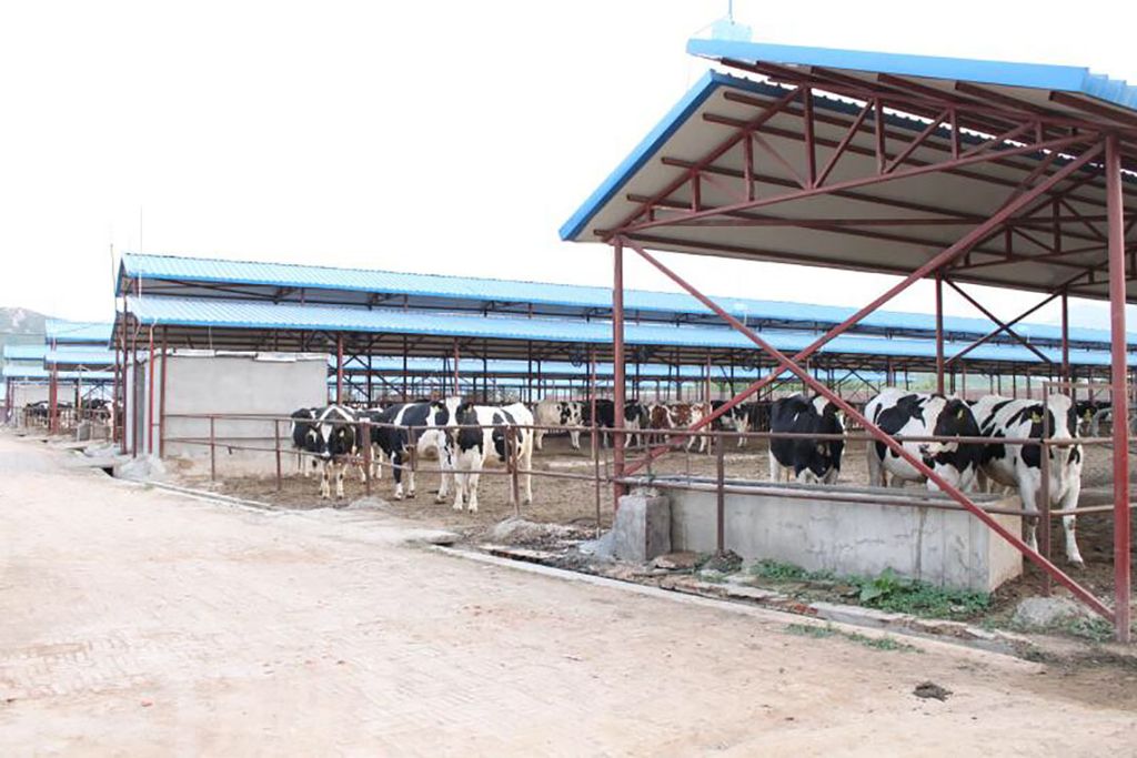 Koeien op een groot Chinees melkveebedrijf. - Foto: SDDDC