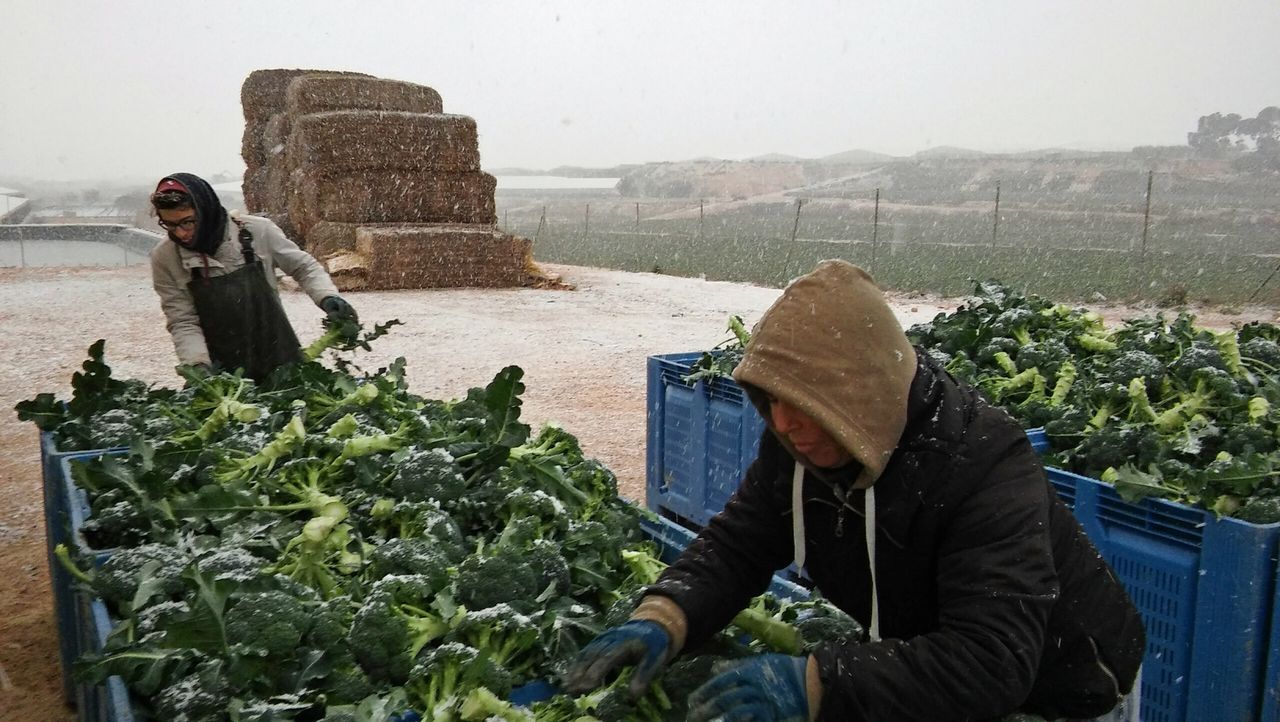 Foto: Agriser de Torre Pacheco/José Roque Lopez