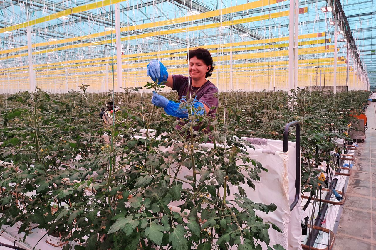 Van komkommers is overgeschakeld naar een belichte tomatenteelt. Foto: Harry Stijger