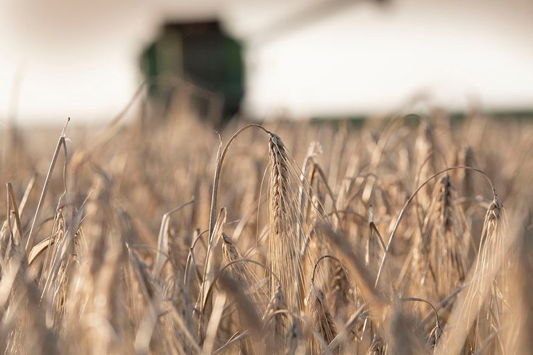 De oogst van zowel winter- als zomergerst is dit jaar lager uitgevallen dan andere jaren. - Foto: Mark Pasveer